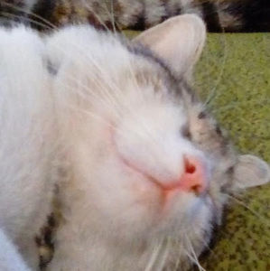 Meet your Posher, Ricky